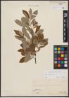 Foto von Salix caprea L.